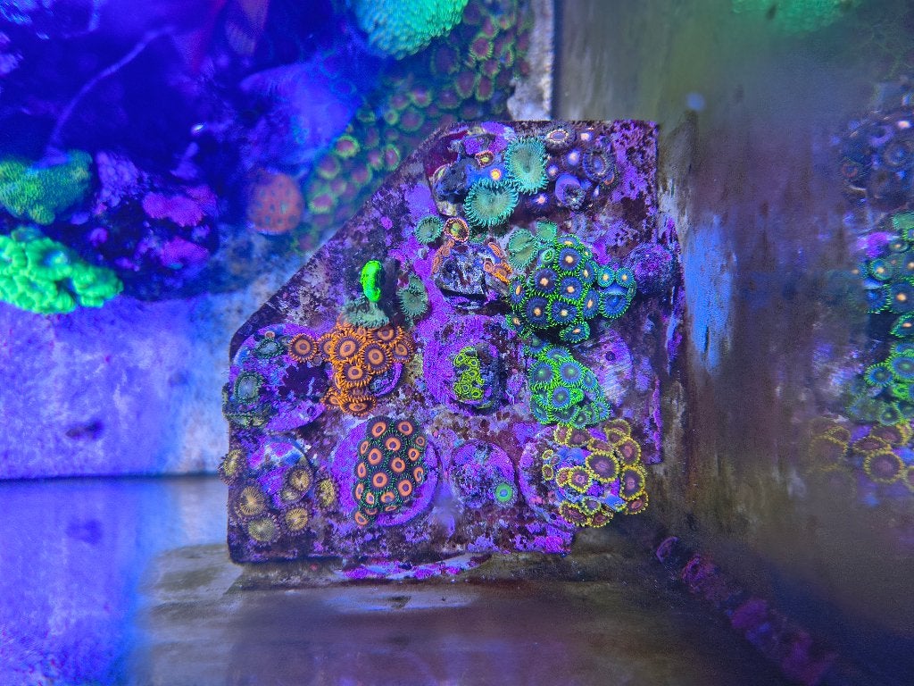 zoa's, Dieren en Toebehoren, Overige typen, Zoutwatervis