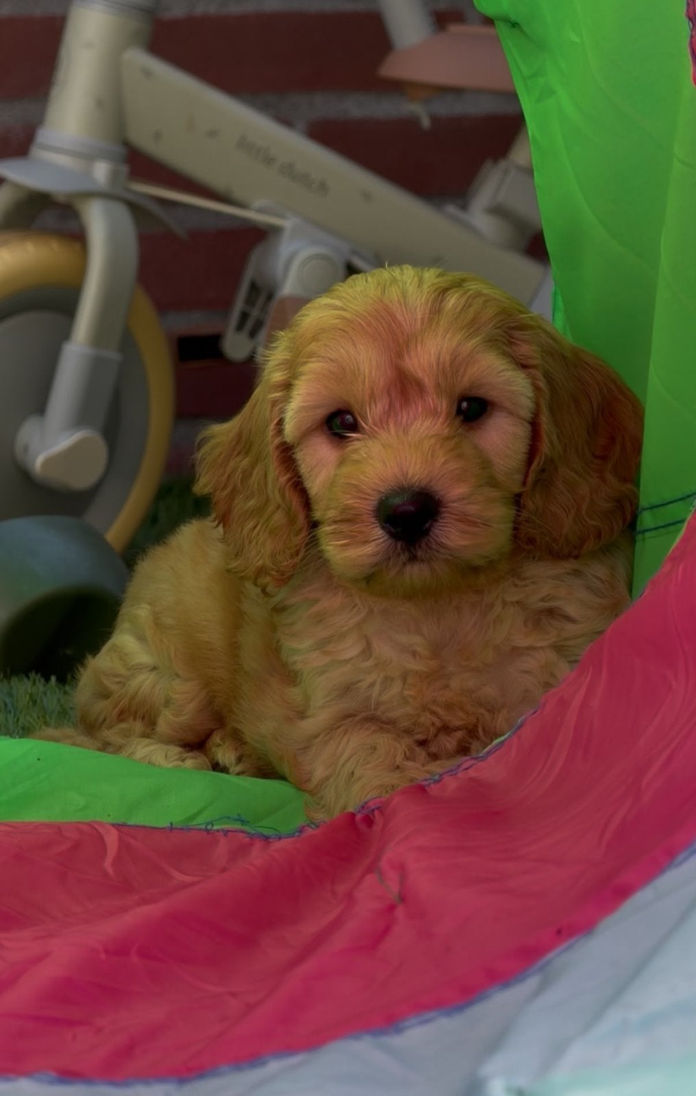 cockapoo pups, Overige rassen, 8 tot 15 weken, Parvo, Meerdere