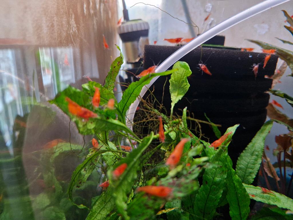 Oranje Neocaridina garnalen, Dieren en Toebehoren, Vissen | Aquariumvissen, Kreeft, Krab of Garnaal, Zoetwatervis, Schoolvis