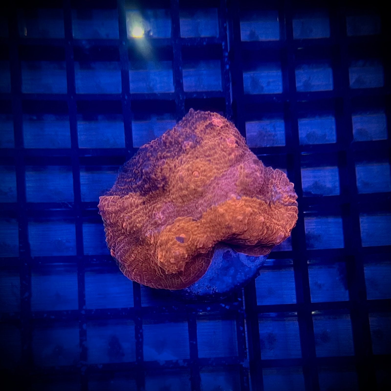 Echinophyllia Red ultra , Chalice coral, Ophalen, Gevuld zeewateraquarium