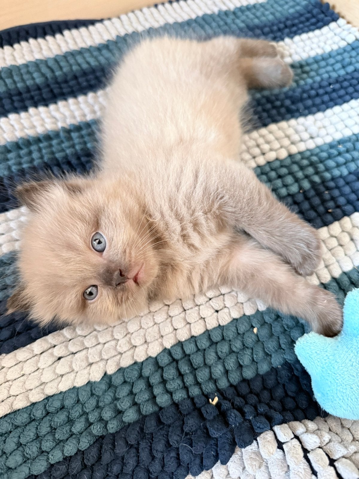 3 lieve Ragdolls zoeken huisje, Meerdere dieren, Gechipt, 0 tot 2 jaar