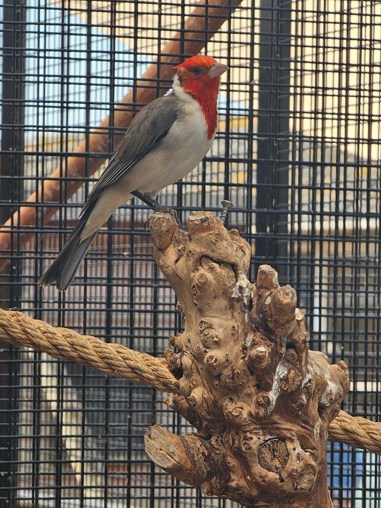 Roodkuifkardinaal | Man, Mannelijk, Wildzangvogel