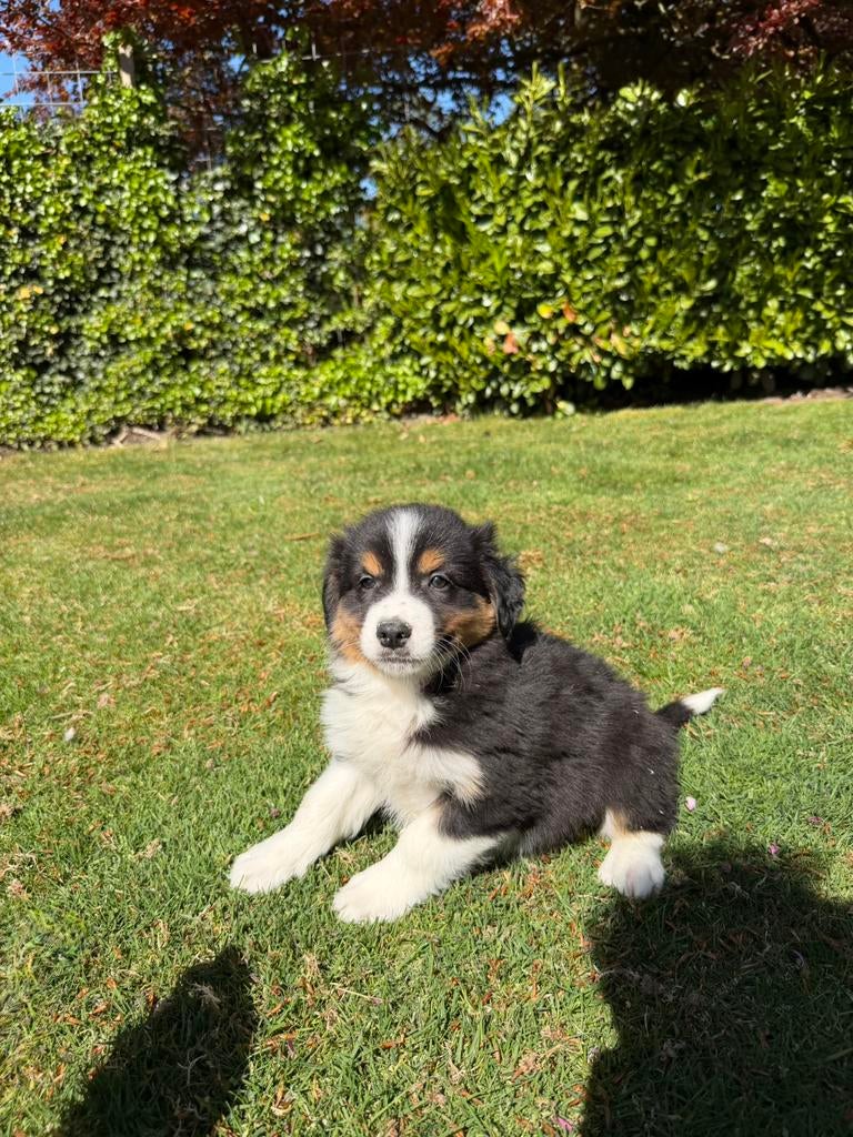 Australian Shepherd x Border Collie pups, Dieren en Toebehoren, Honden | Herdershonden en Veedrijvers, Parvo, Nederland, 8 tot 15 weken