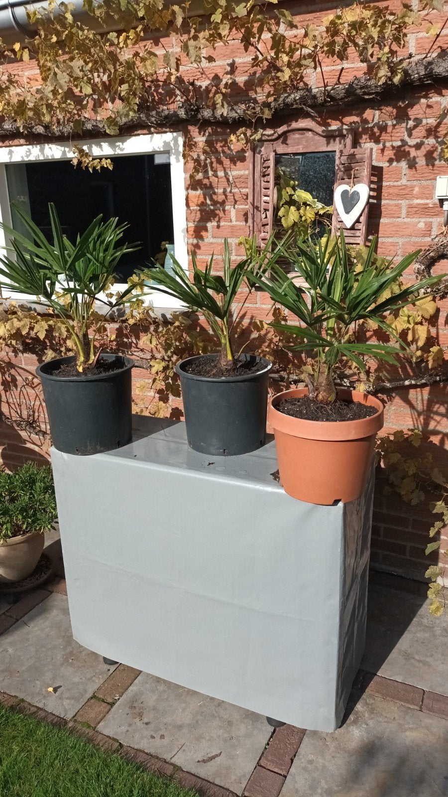 Trachycarpus Fortunei palmboompjes - Winterhard!, Volle zon, Vaste plant, Bloeit niet, Ophalen