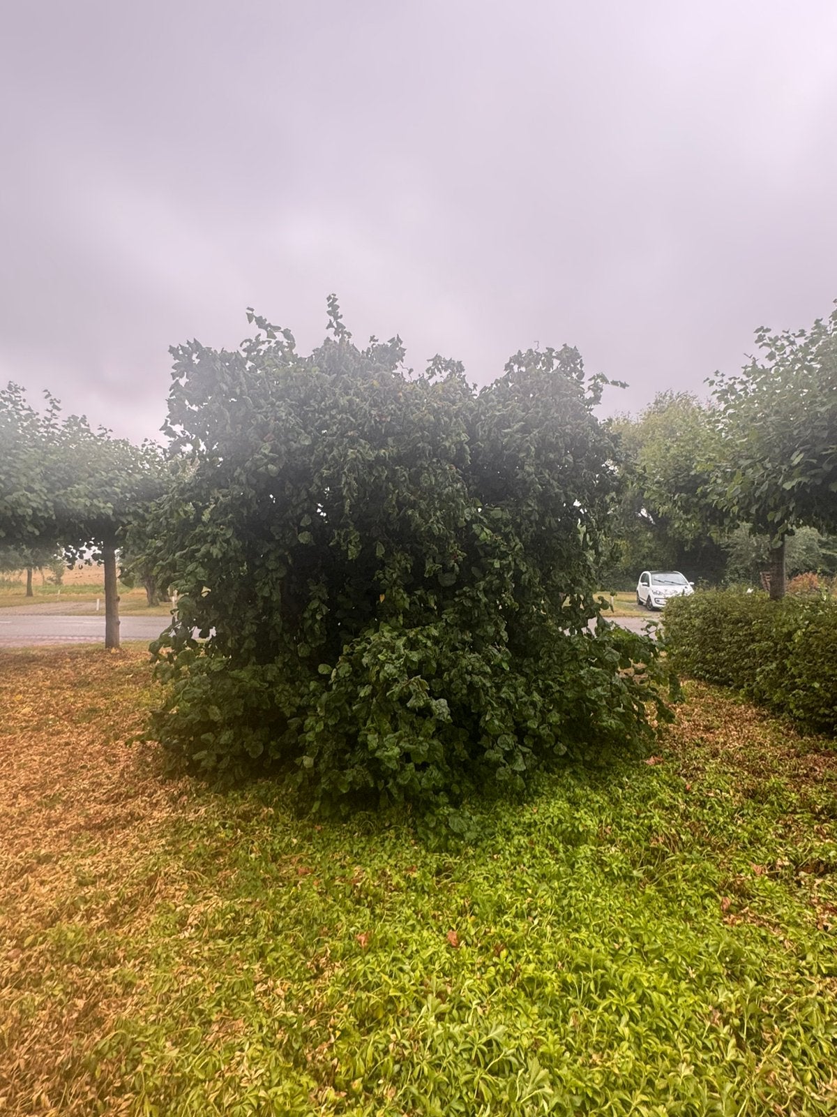 Zeer grote krulhazelaar, paasboom. Paastakken, Ophalen, Volle zon, Overige soorten, 250 tot 400 cm