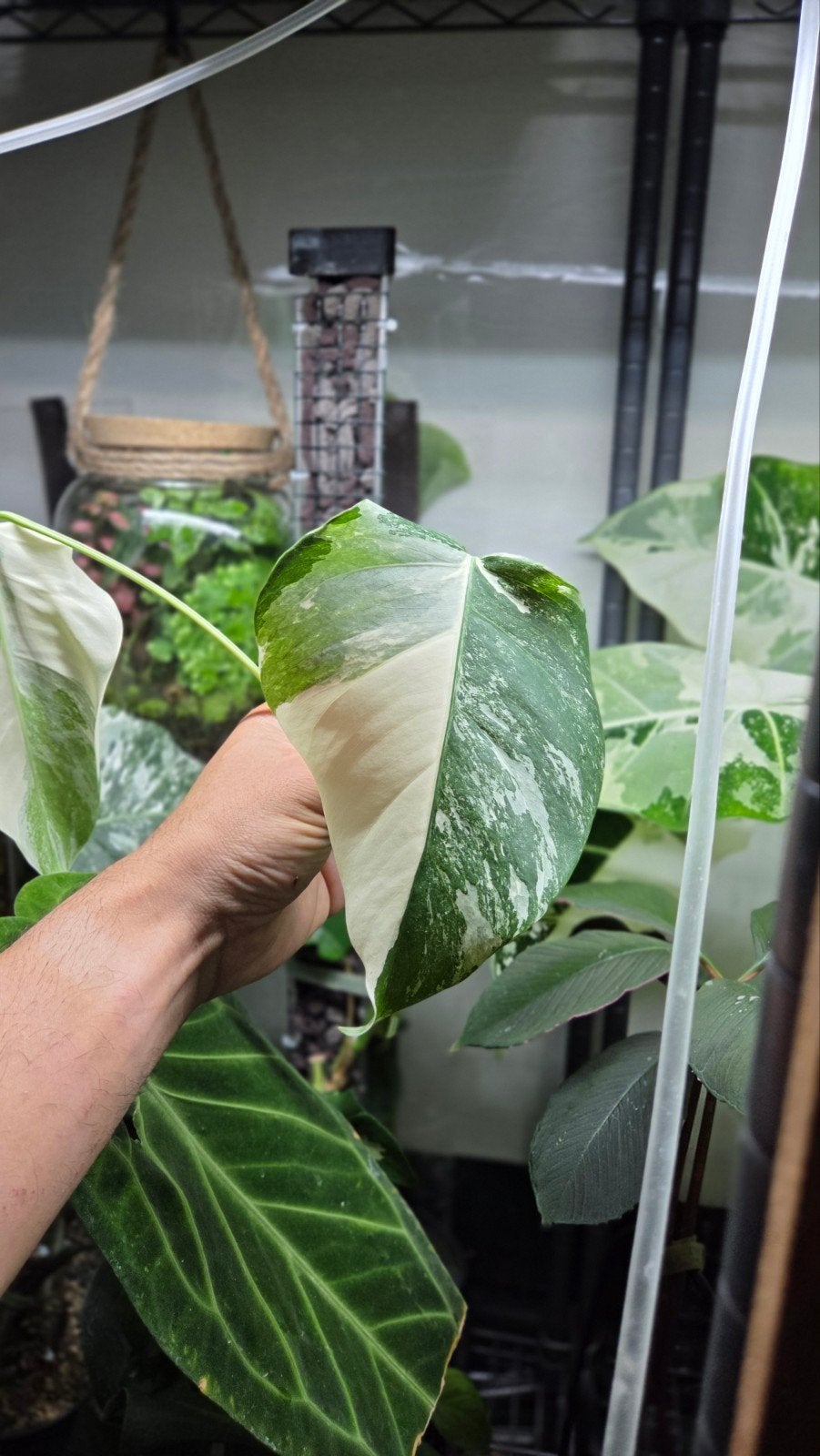 Monstera variegata verse kop stek, Ophalen of Verzenden, Halfschaduw, Minder dan 100 cm