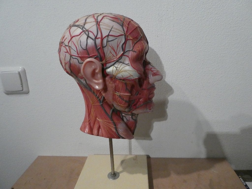 anatomisch hoofd, Ophalen of Verzenden, Zo goed als nieuw