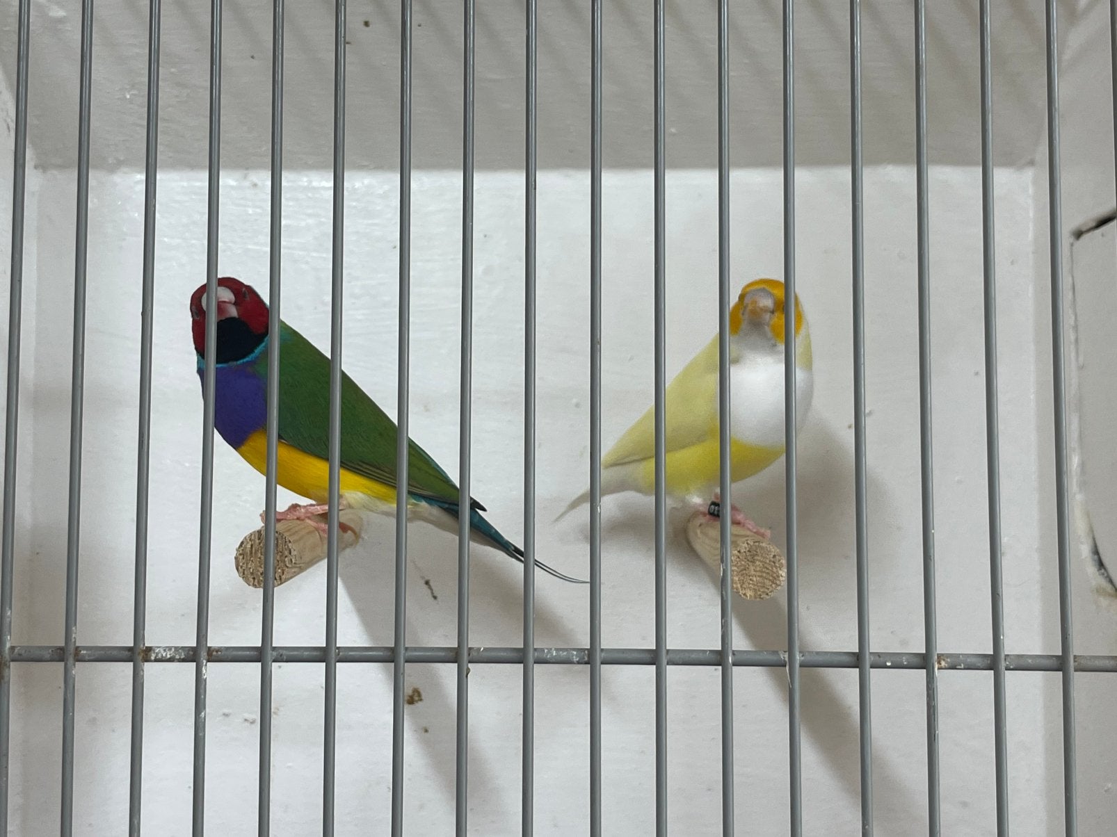 Gouldamadine, Meerdere dieren