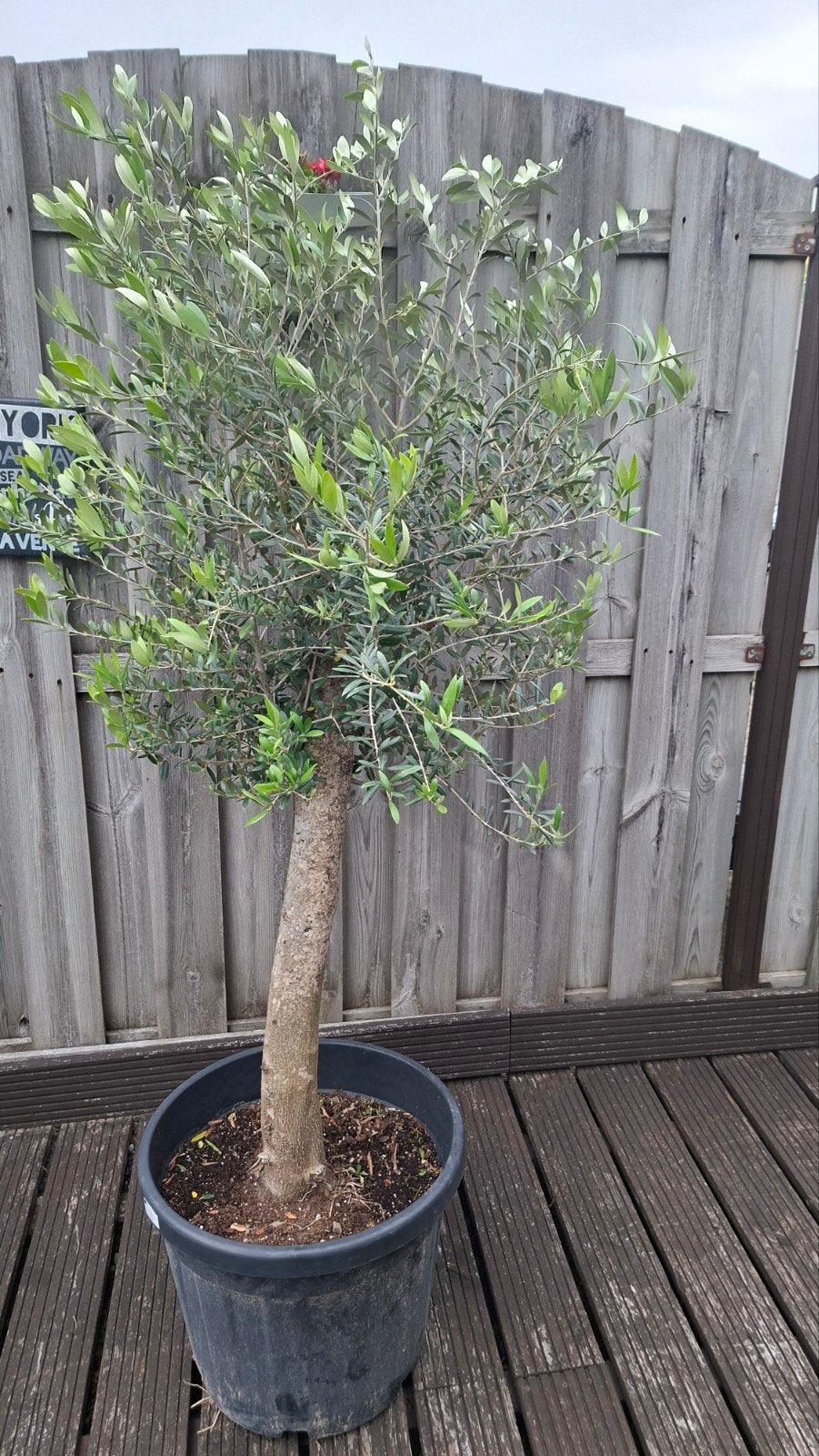 Olijfboom 1.75m hoog, stamdikte 35cm, Ophalen