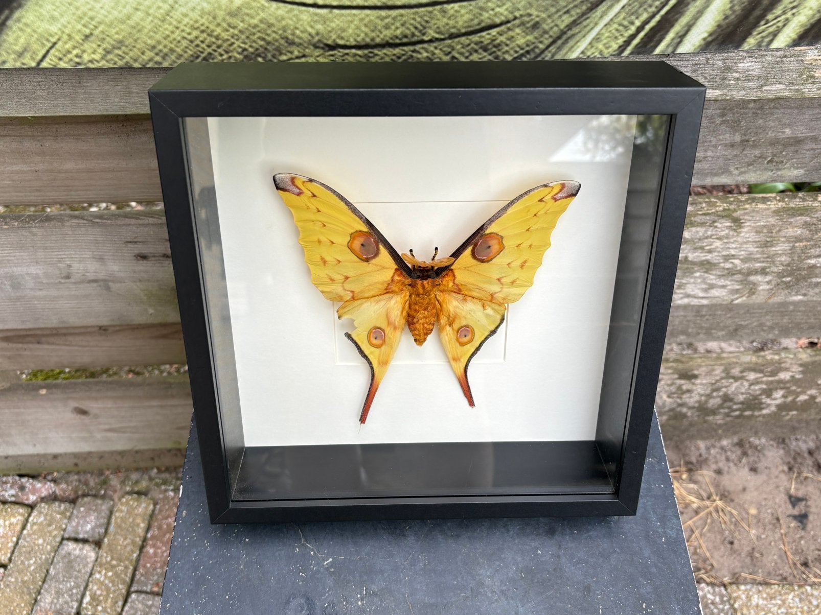 Geprepareerde vlinder in een 3d lijst, Verzamelen, Ophalen of Verzenden, Insect, Opgezet dier