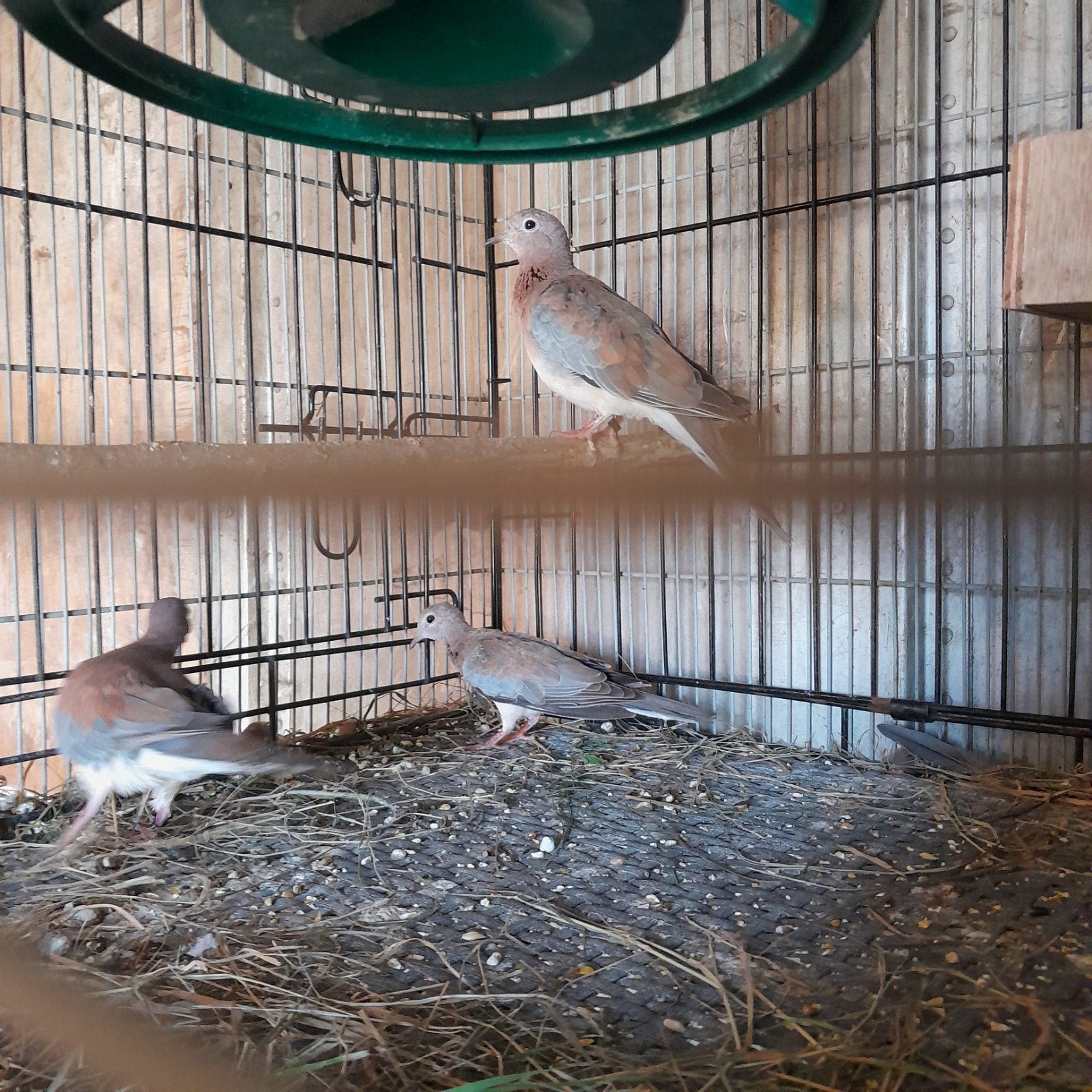 Koppel Senegal duiven met jong, Dieren en Toebehoren, Meerdere dieren, Overige soorten