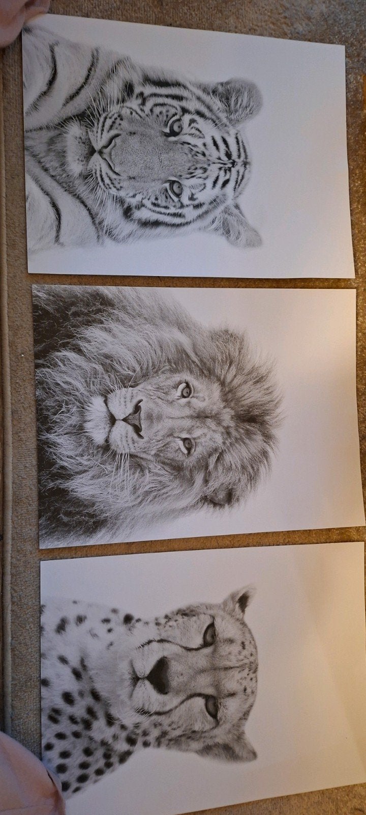 Set van 3 dierenprints: tijger, leeuw en cheetah 30x40, Ophalen, Print, Print/reproductie