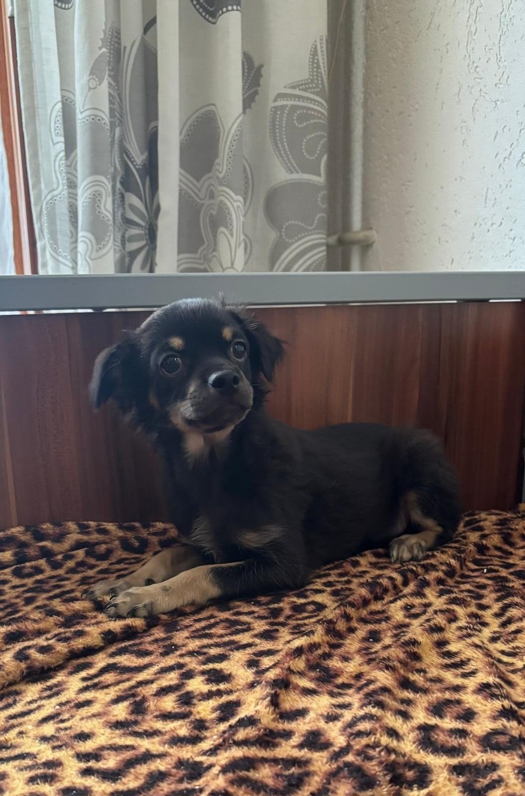 twee lieve Chihuahua reutjes, Dieren en Toebehoren, Reu, Meerdere, Chihuahua, Nederland