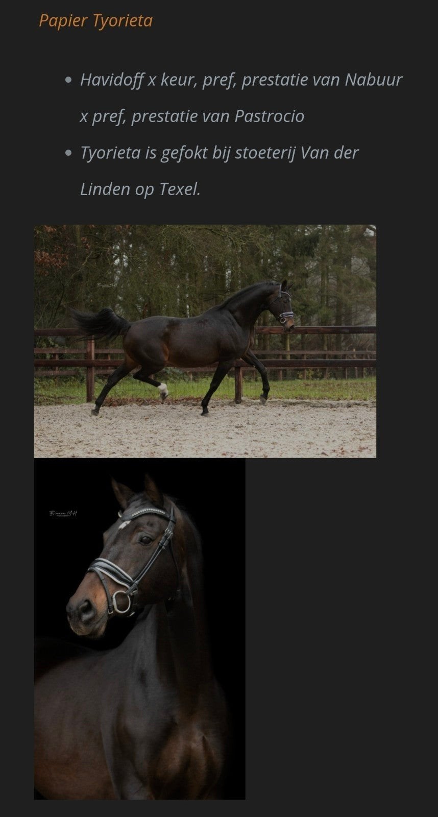 Dressuur merrieveulen van Pride, Dieren en Toebehoren, Paarden, Merrie, Niet van toepassing, Met stamboom, Dressuurpaard