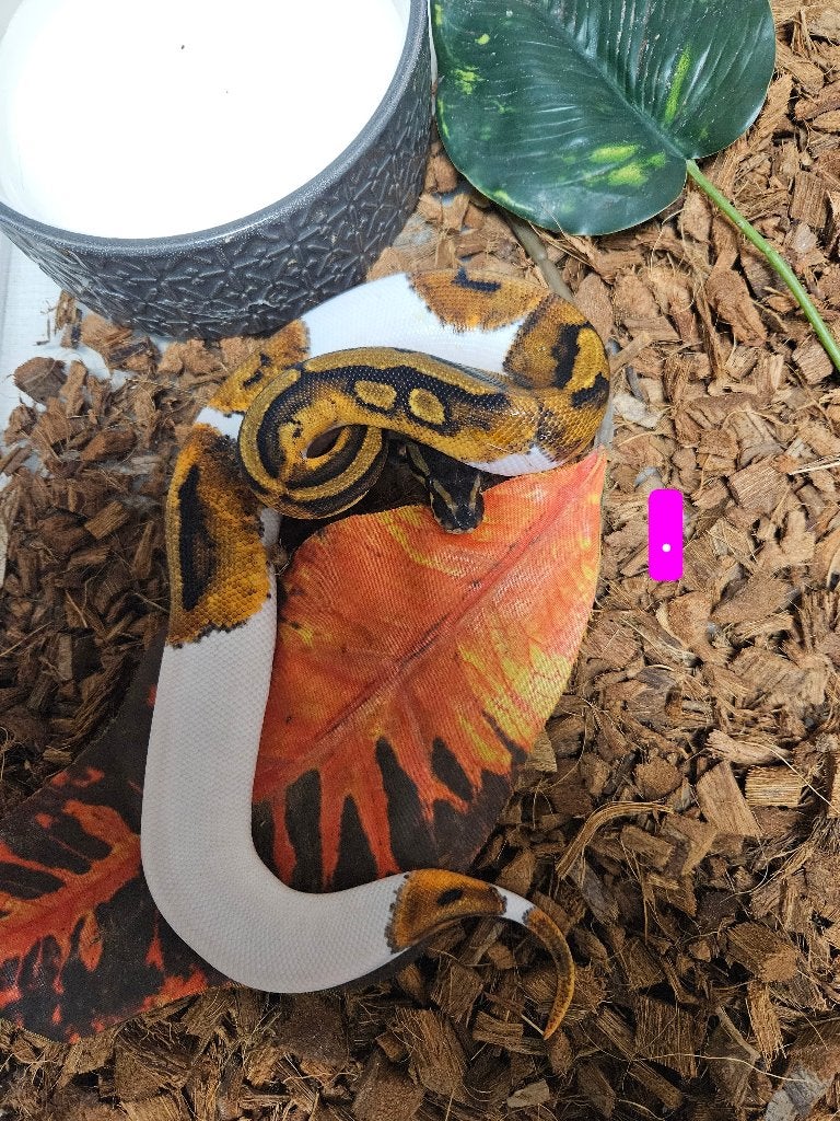 Python Regius Konings Python Morphs, Dieren en Toebehoren, Reptielen en Amfibieën, Slang, 0 tot 2 jaar