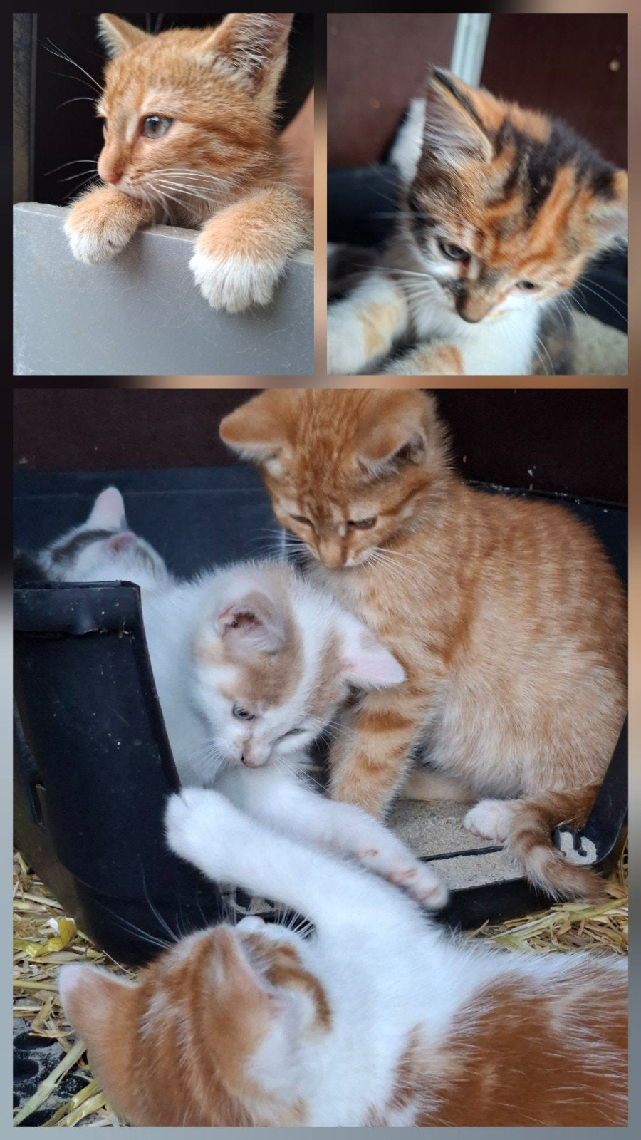 lieve boerderij kittens te koop, Meerdere dieren, Kortharig