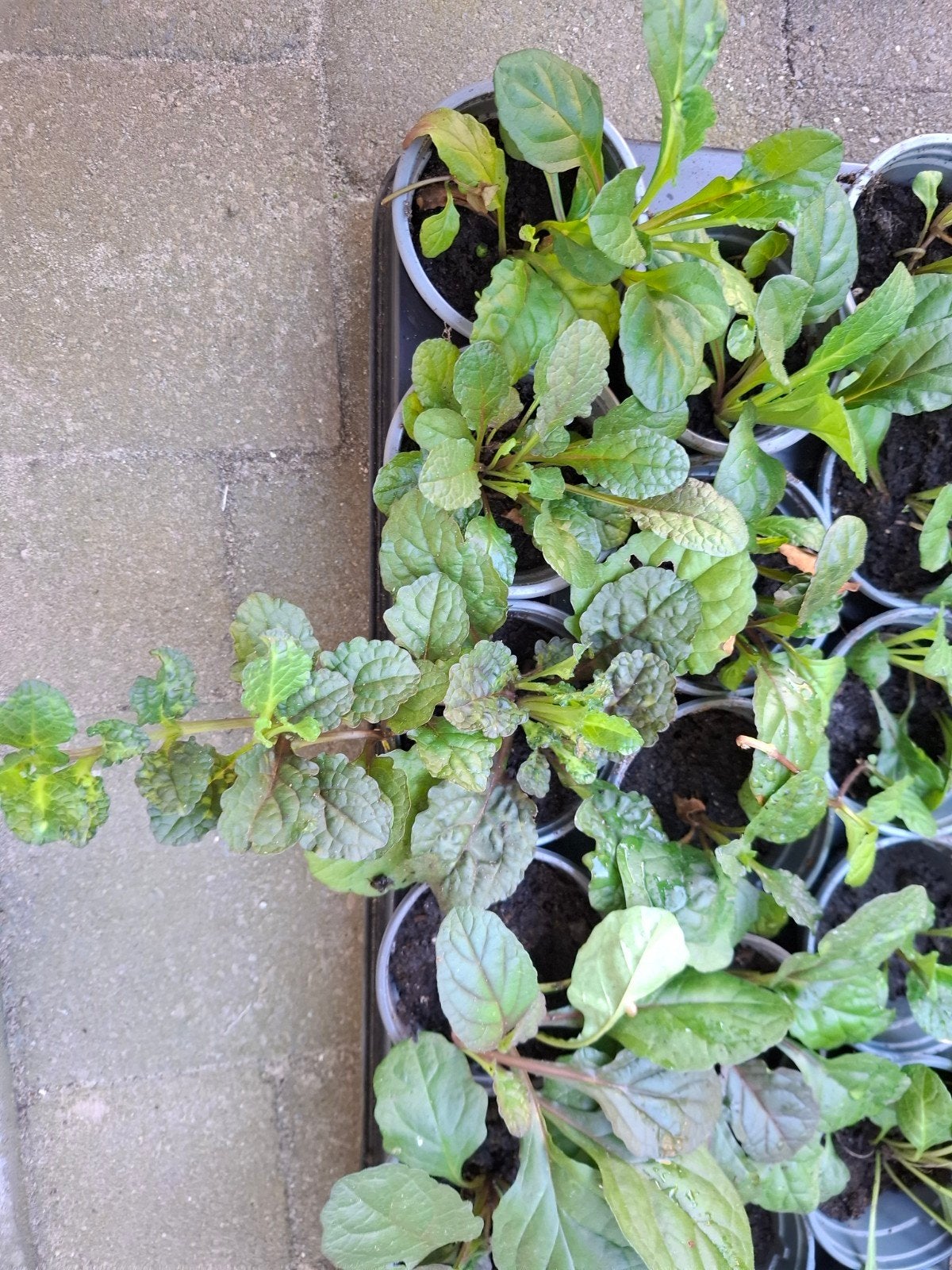 Ajuga reptans (Kruipend zenegroen) - Bodembedekker, Tuin en Terras, Planten | Tuinplanten, Ophalen, Bodembedekkers, Vaste plant
