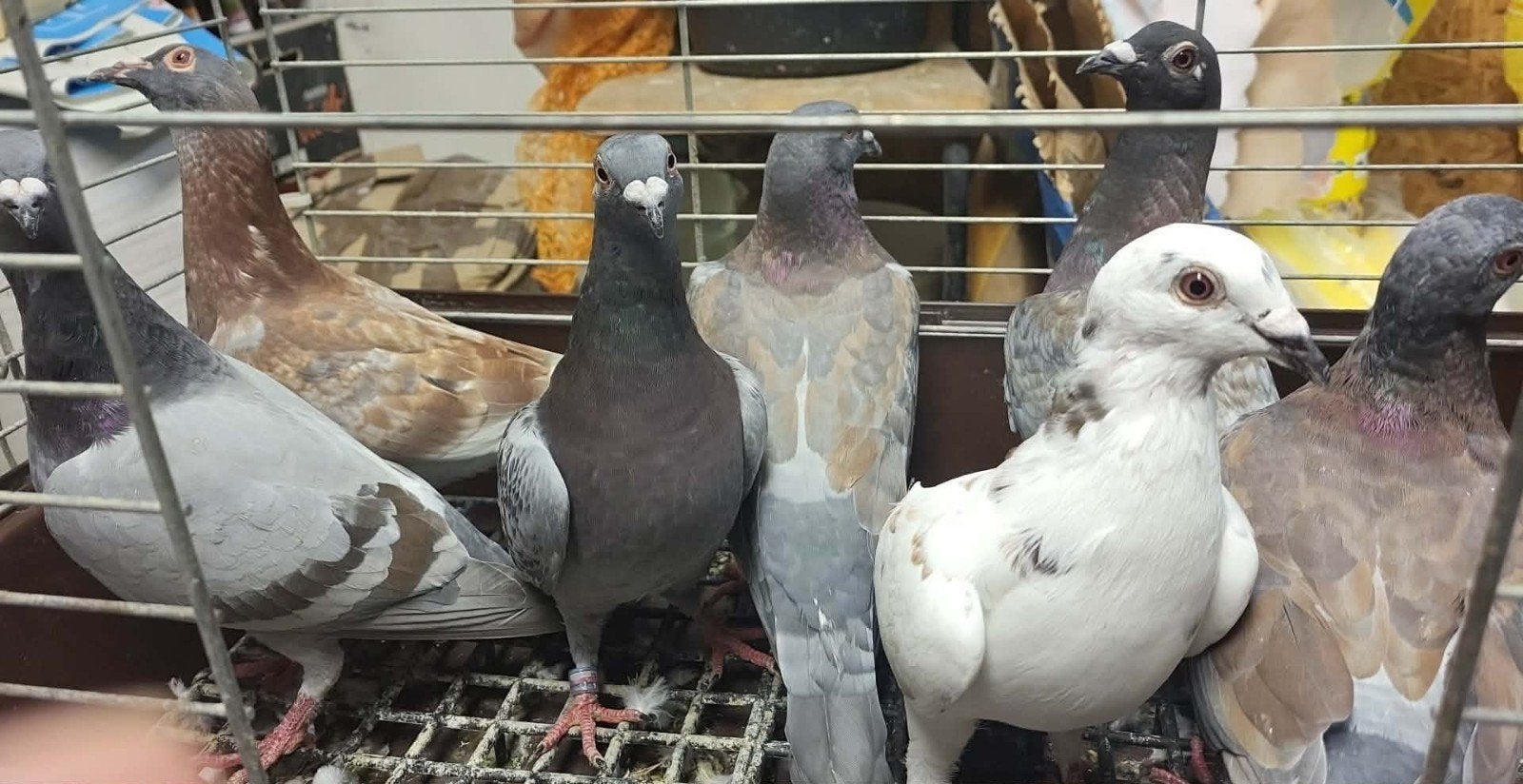 Ik zal verkopen, Dieren en Toebehoren, Vogels | Duiven, Meerdere dieren, Postduif