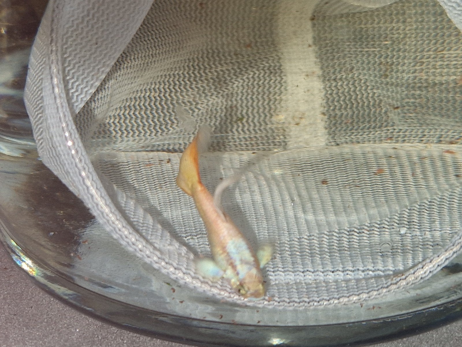 guppy,s man