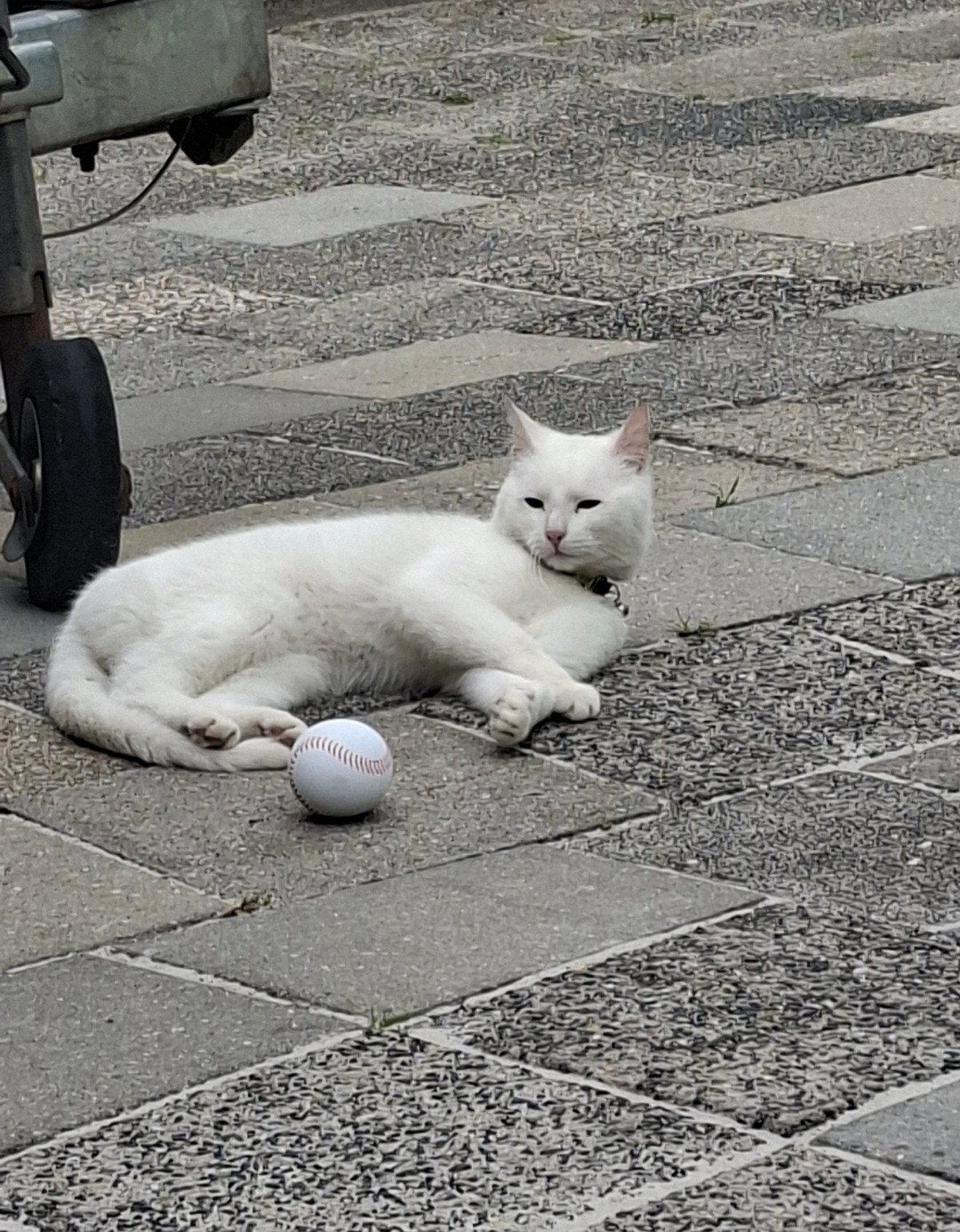 volledig witte gecastreerde kater 1 jaar oud, Dieren en Toebehoren, Kater, Kortharig, 0 tot 2 jaar
