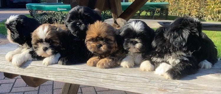 Leuke Boomer Pups, Overige rassen, 8 tot 15 weken, CDV (hondenziekte), Meerdere