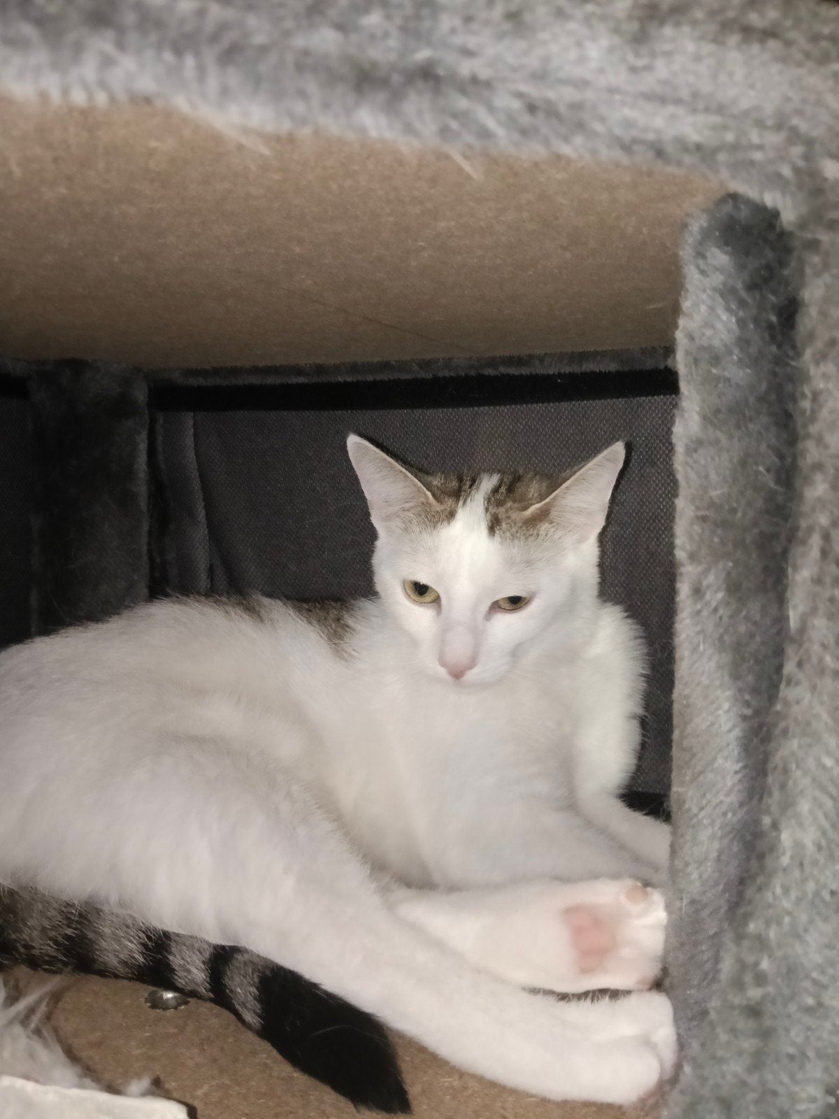 jonge poes, nog geen jaar oud., Ophalen, Zo goed als nieuw