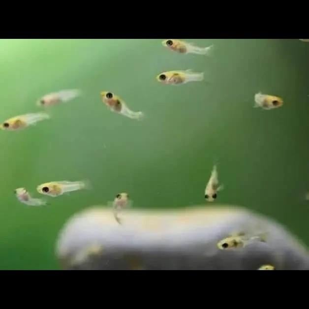 Endler guppys aquarium vissen, Vis, Zoetwatervis, Schoolvis