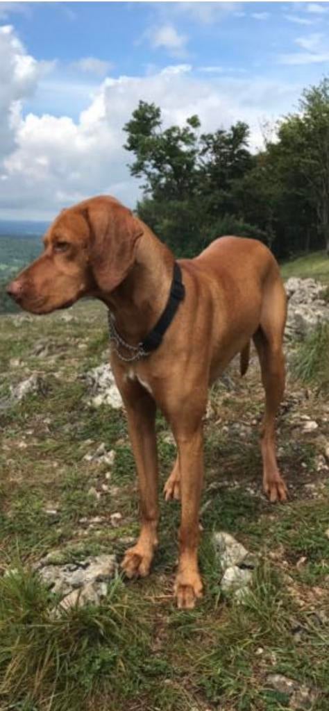 Gouden mand voor jonge vizsla herplaatser aangeboden, Dieren en Toebehoren, Ophalen