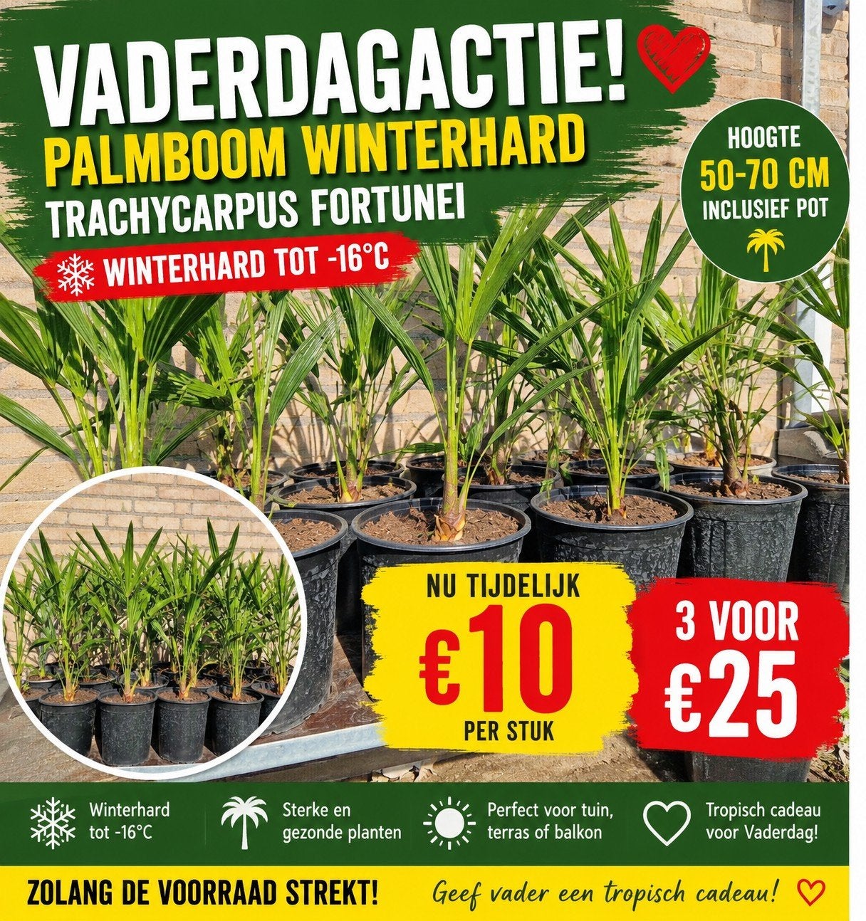 T/M vaderdag Trachycarpus Fortunei (50-70 cm) palmboom, Ophalen, Overige soorten, Volle zon