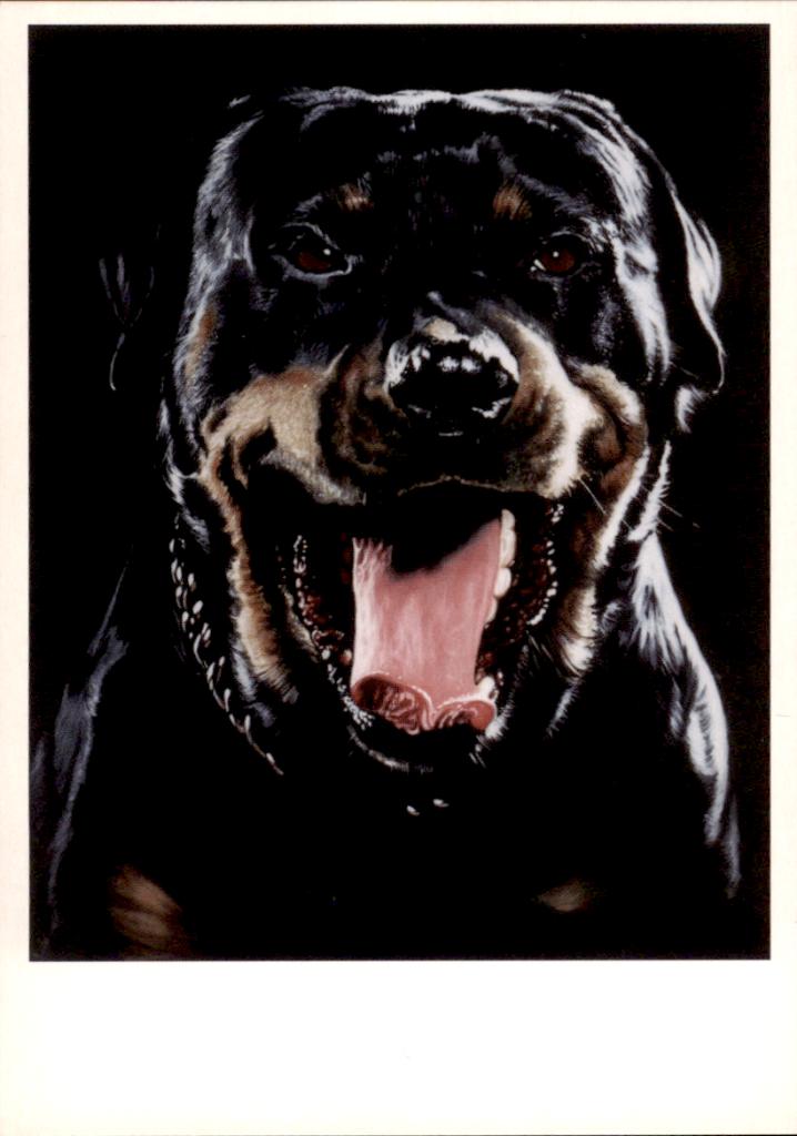 fotokaart, rotweiler, Cor Groenenberg, Verzenden, 1980 tot heden, Ongelopen, Overige thema's