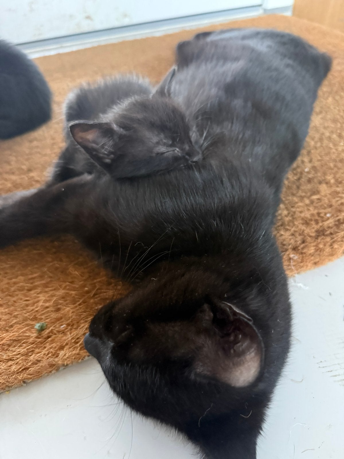 Kitten vrouwtje zoekt huisje, Dieren en Toebehoren, Meerdere dieren