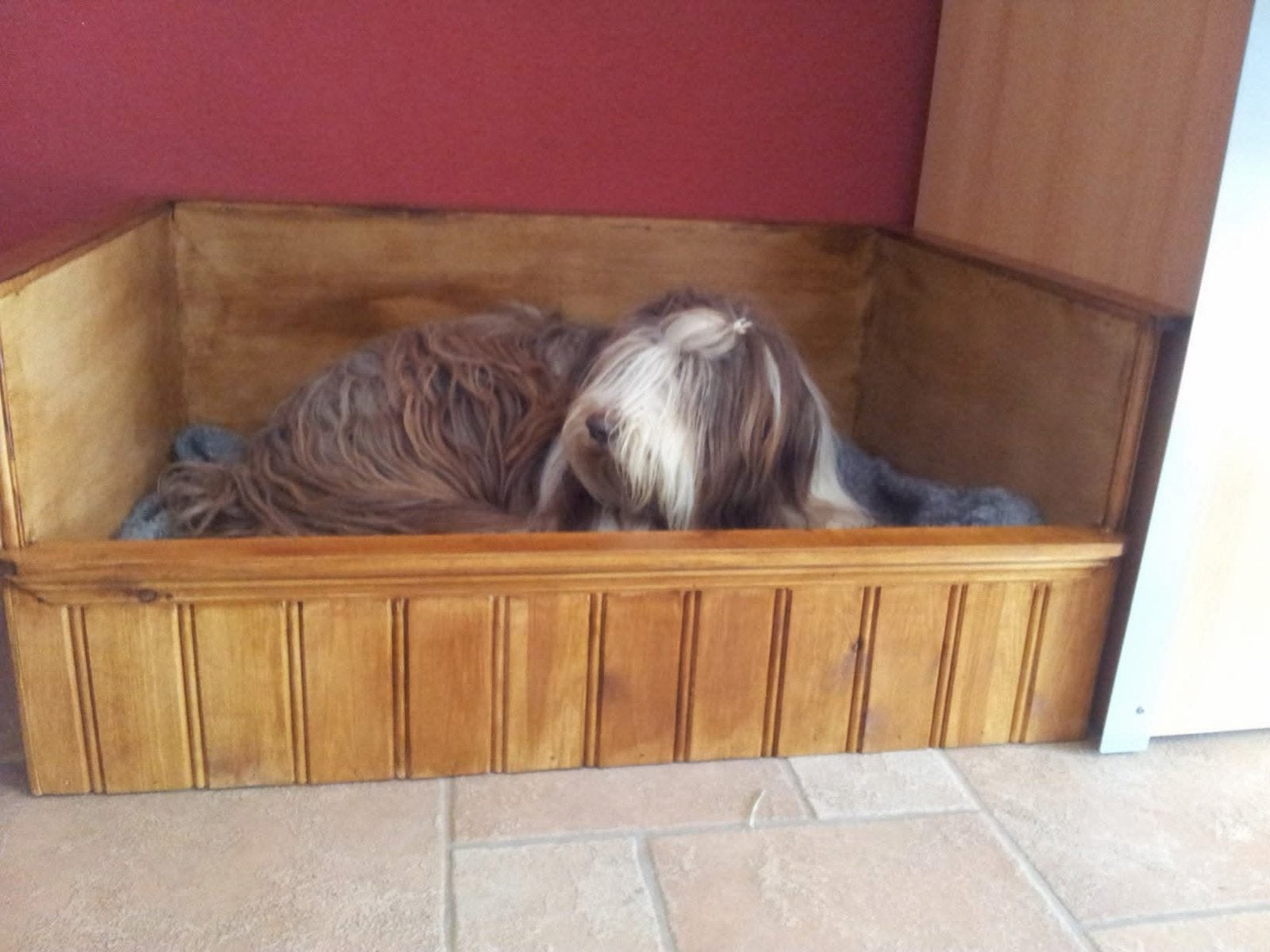 Honden kist, Dieren en Toebehoren, Ophalen