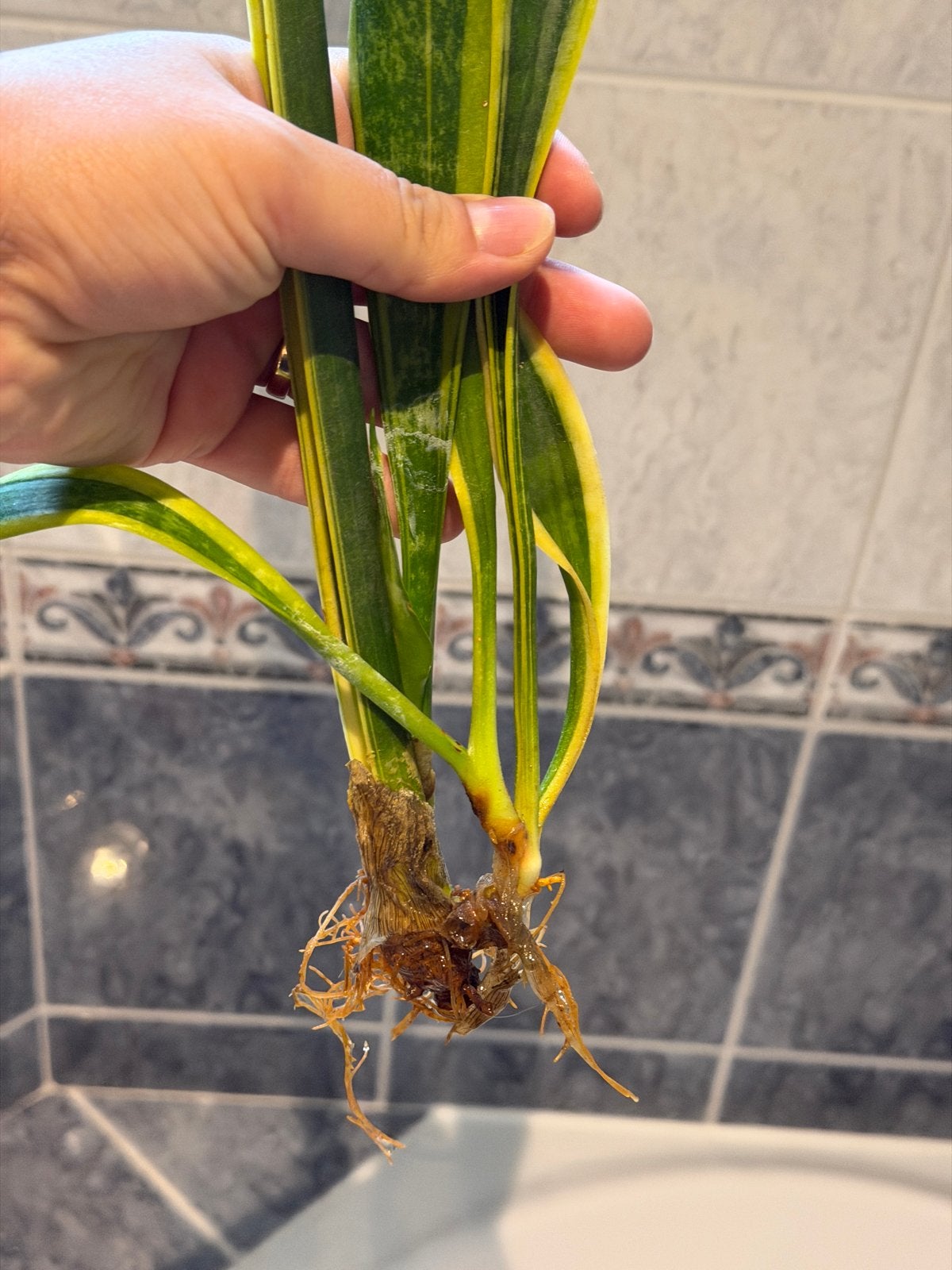 2 Sansevieria stekken met wortels, Ophalen, Overige soorten, Halfschaduw, Minder dan 100 cm
