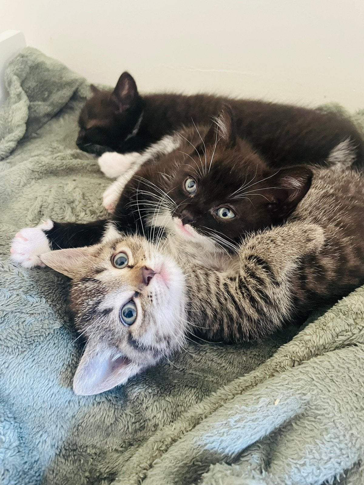 Kitten nestje, Meerdere dieren