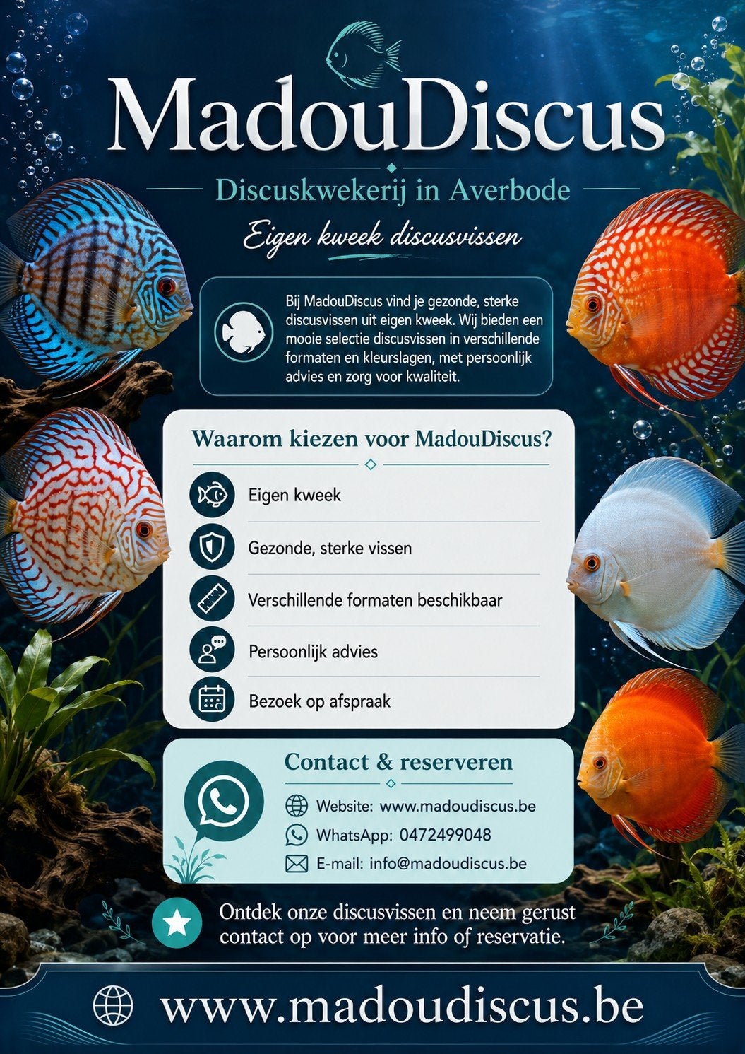 Discusvissen Averbode België eigen kweek, Dieren en Toebehoren, Vis, Zoetwatervis, Schoolvis