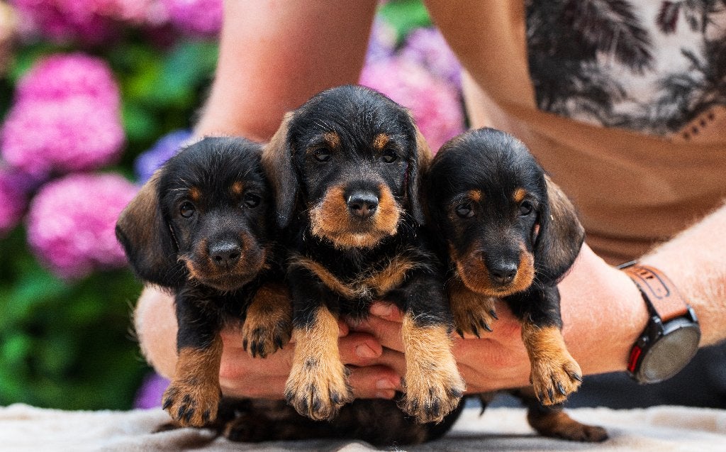 Ruwharig dwerg teckel teefje, Dieren en Toebehoren, Honden | Teckels en Dashonden, Parvo, 8 tot 15 weken, Teef, Dwerg