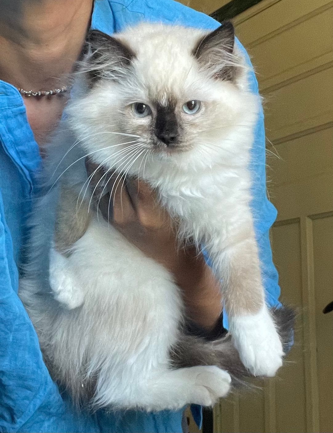 Ragdoll kitten, Poes, Ingeënt