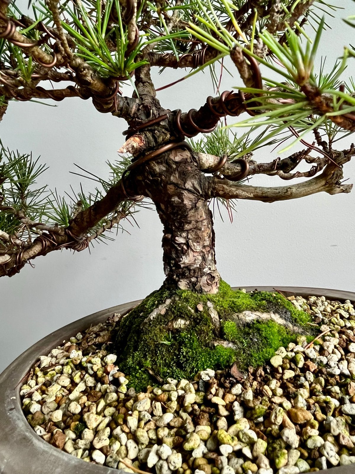 Japanse zwarte den Bonsai / Pinus Thunbergii, Overige soorten, Volle zon, Vaste plant, Verzenden