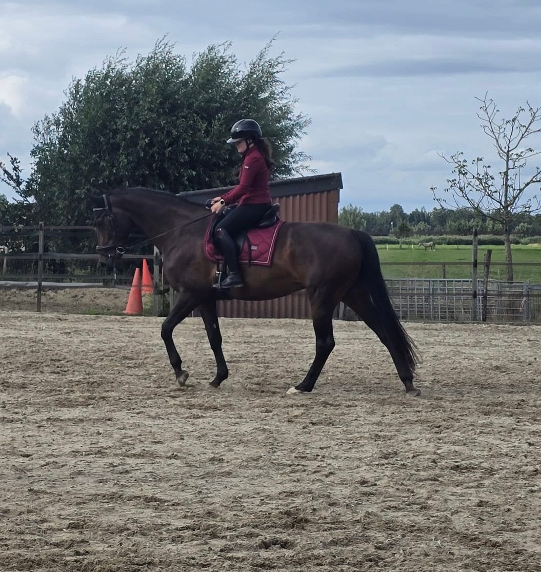 Bijrijdpaard/leasepaard/verzorgpaard gezocht, Ophalen