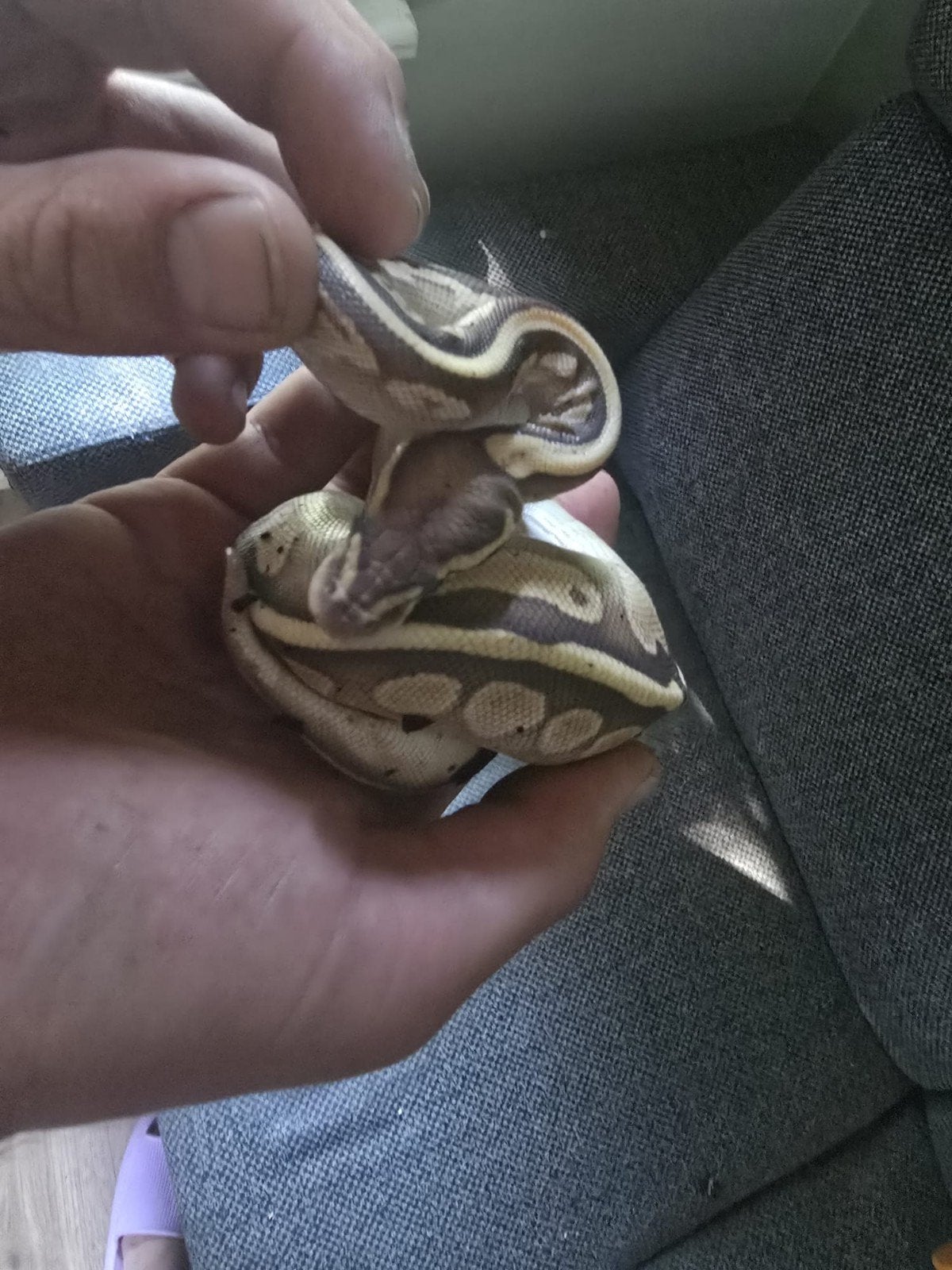 Python regius Ball Python - unknown for sale from Upr0 Milan