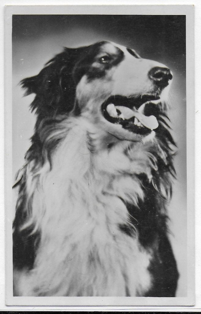 ollie ( Hond ) oude ongelopen Ansichtkaart ( B3092), Ophalen of Verzenden, 1960 tot 1980, Ongelopen, Overige thema's