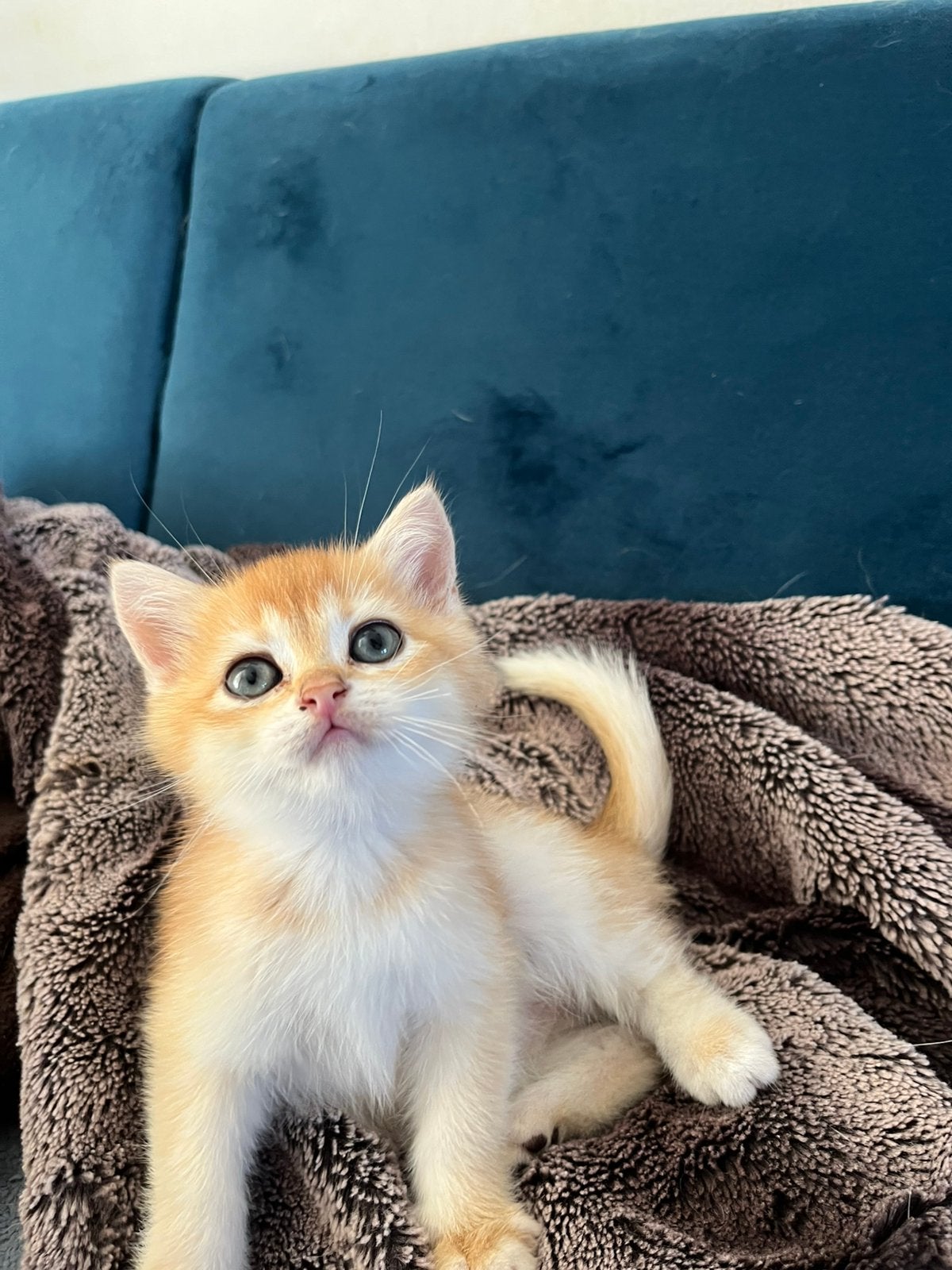 Britse korthaar kittens te koop, Dieren en Toebehoren, Meerdere dieren, Met stamboom, 0 tot 2 jaar
