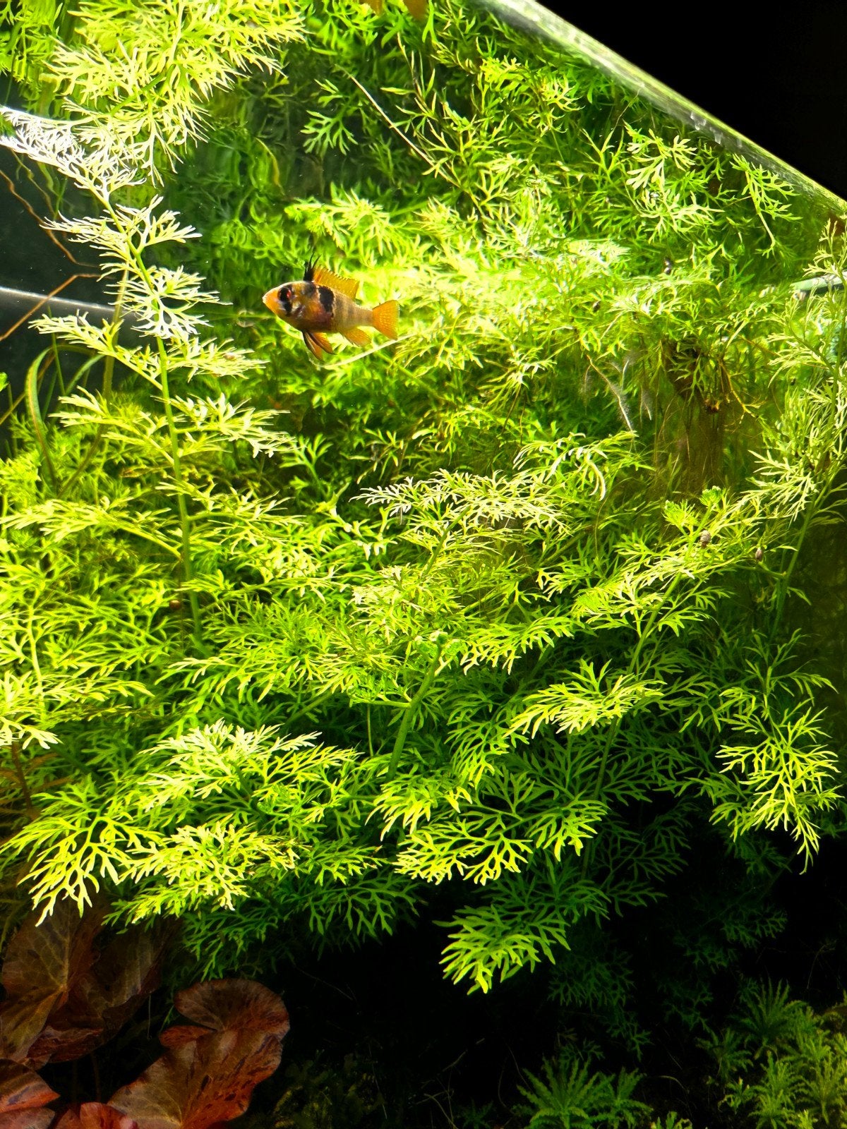 Ceratopteris thalictroides aquariumplant, Dieren en Toebehoren, Vissen | Aquaria en Toebehoren, Ophalen of Verzenden, Nieuw, Plant(en), Steen of Hout