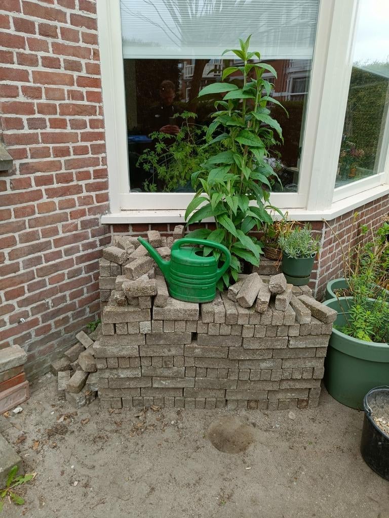 Waaltjes rest partij ca 600 stuks, Ophalen
