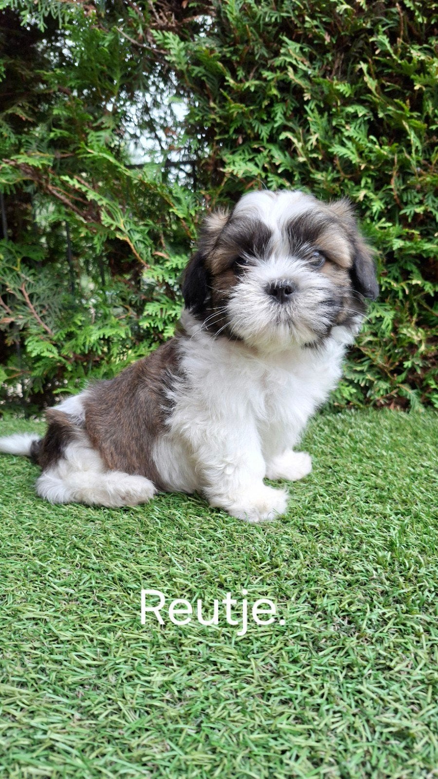 Zeer mooie speelse boomer pups., Parvo, 8 tot 15 weken, Meerdere, Nederland