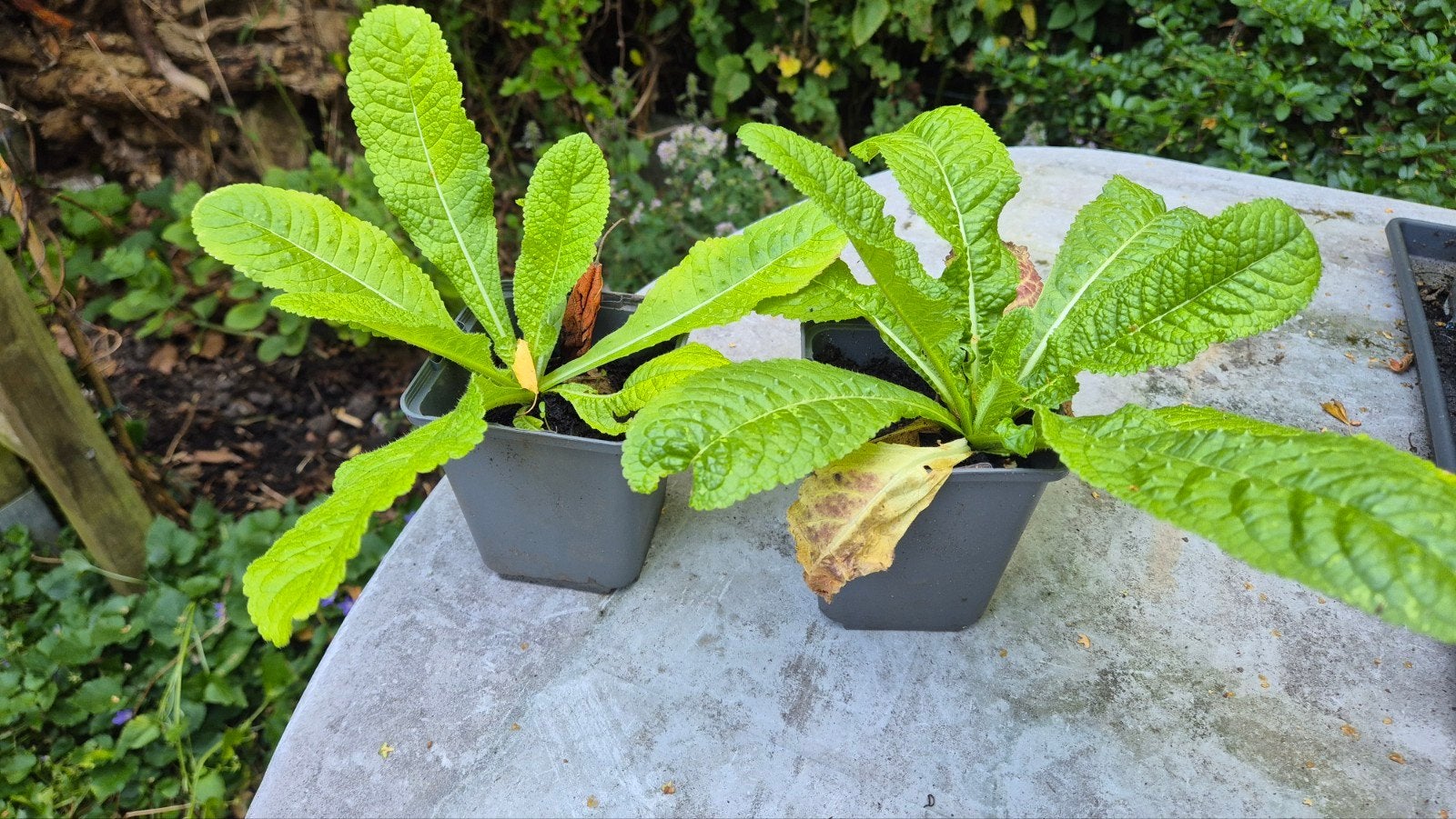 Kaardebol planten in p9 pot, Tuin en Terras, Volle zon, Tweejarig, Zomer, Ophalen