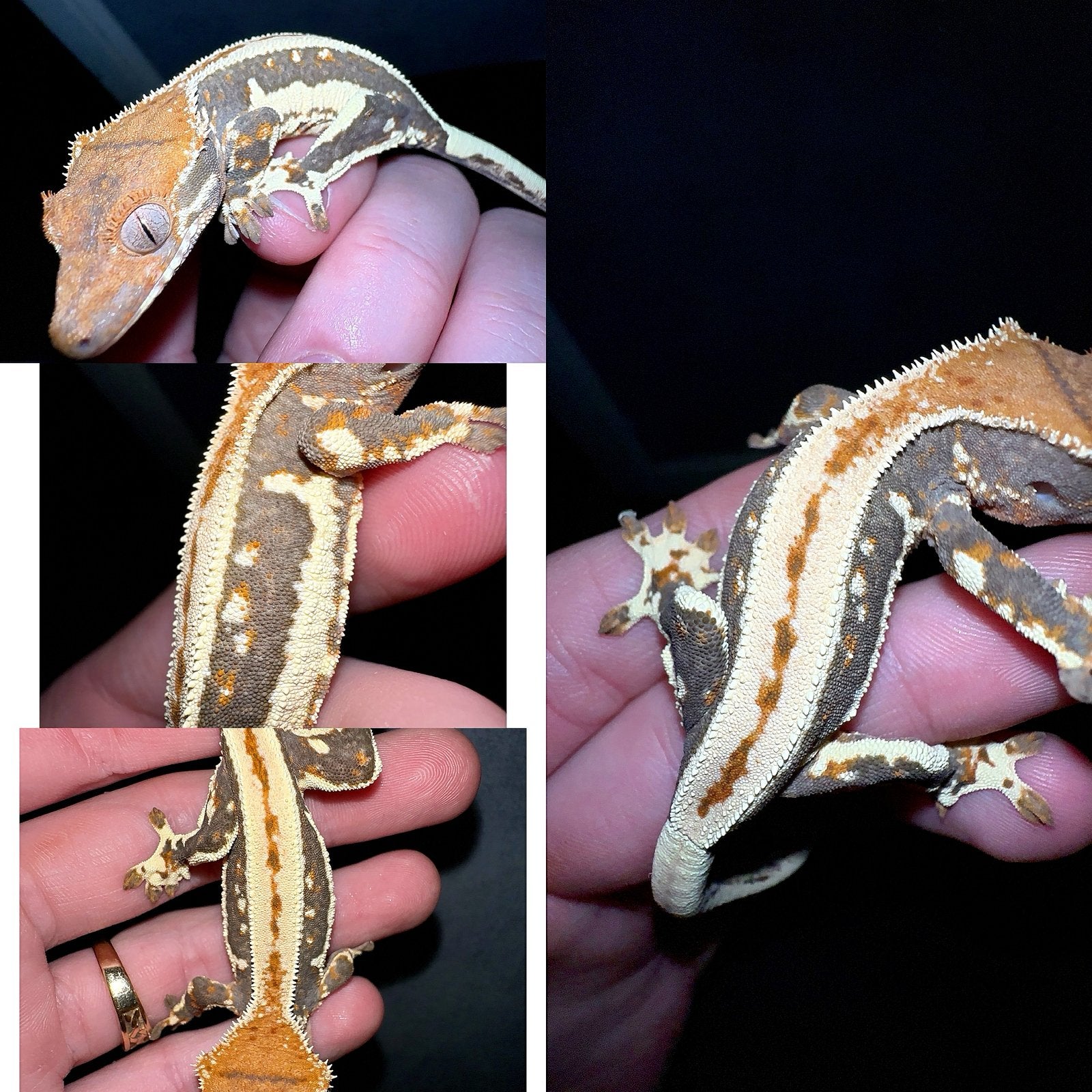 Wimpergekko lilly white.