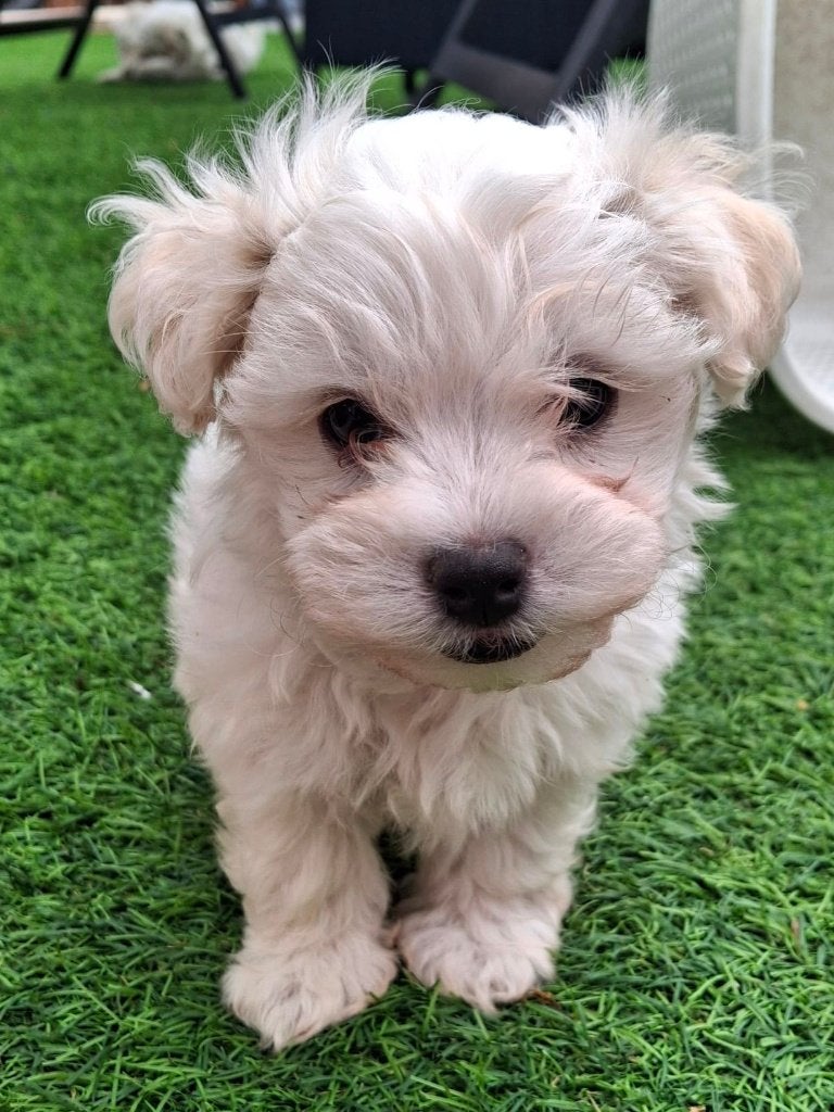 Maltezer pups, Dieren en Toebehoren, Honden | Chihuahua's en Gezelschapshonden, Maltezer, 8 tot 15 weken, Parvo, Meerdere