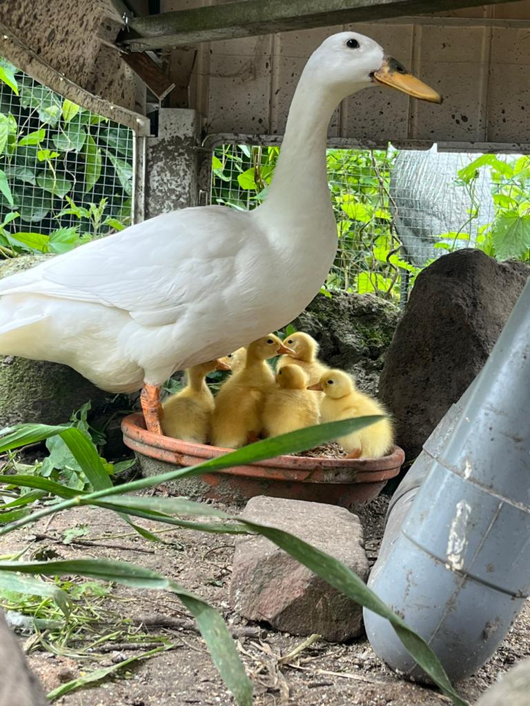 Witte indische loopeend kuikentjes, Dieren en Toebehoren, Pluimvee, Geslacht onbekend, Eend