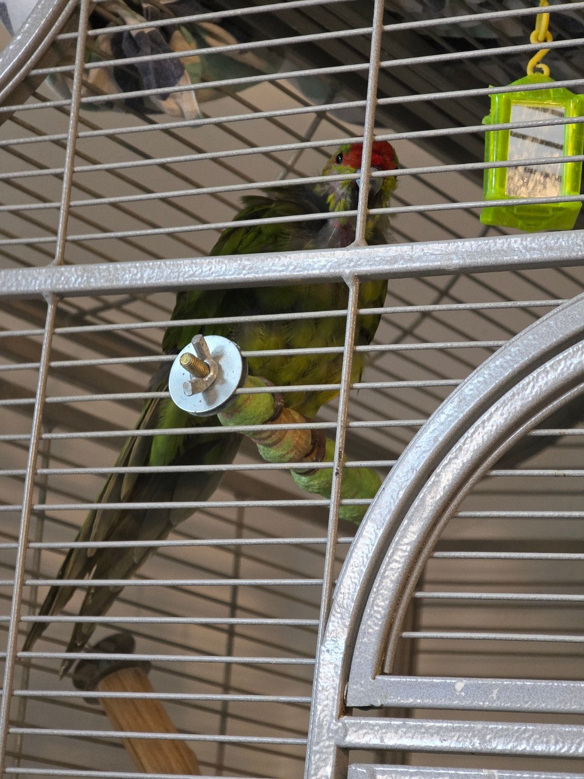 Kakariki, Vrouwelijk, Parkiet